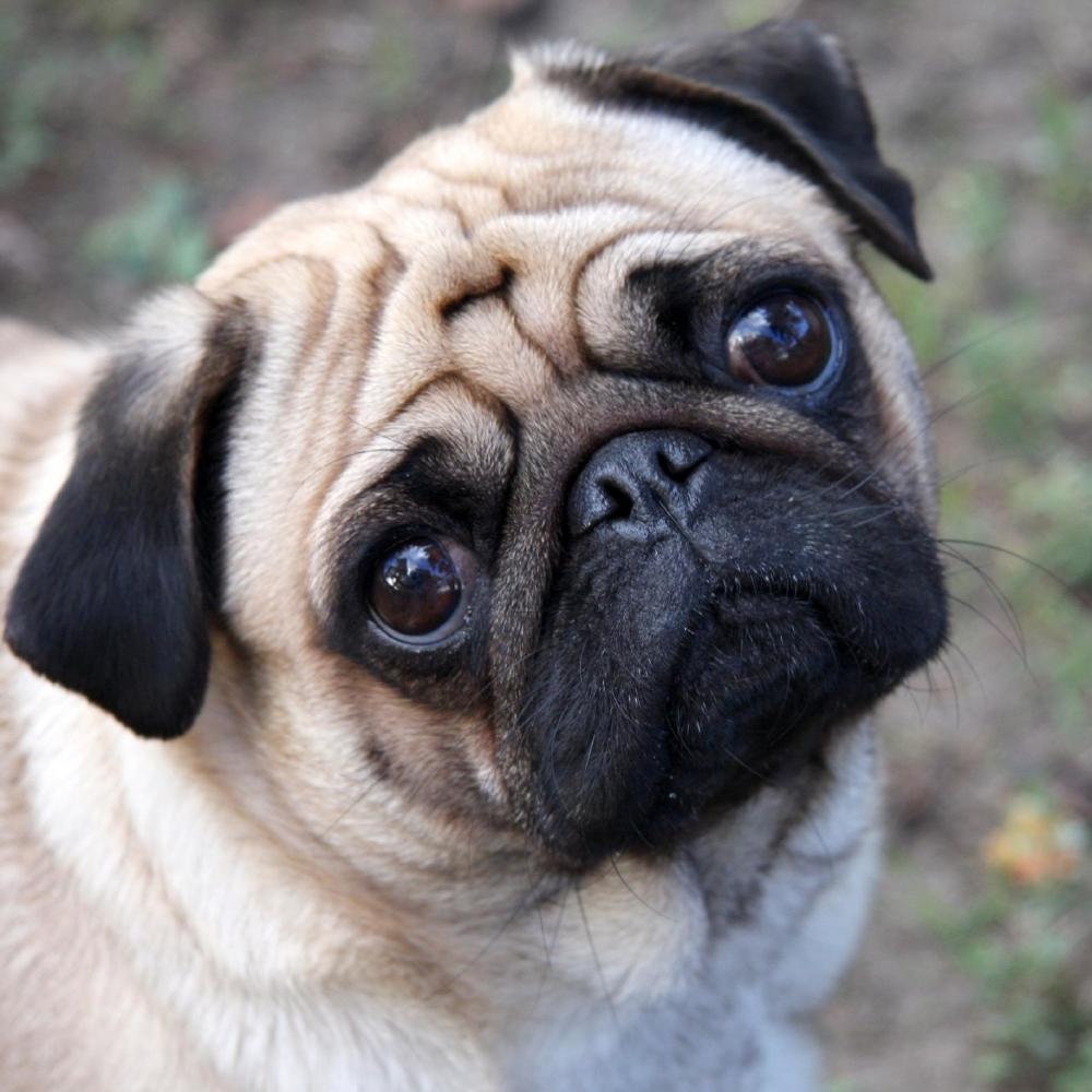The pug is that nation's favourite pooch