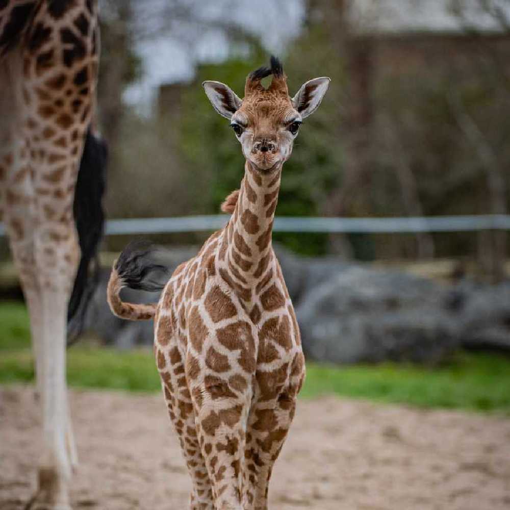 Image courtesy of Chester Zoo