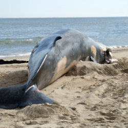 Beached whale 