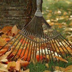 'It's time to get out the rake' - Photocredit: Pixabay