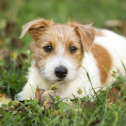 Cute happy pet dog puppy waiting in the grass credit iStock/PA