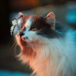 Cats make wonderful companions / Picture Credit: Unsplash