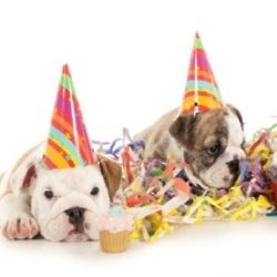 Brits love to pamper their pets on their birthday