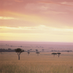 Masai Mara - Africa