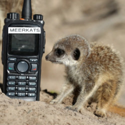 baby meerkat and radio