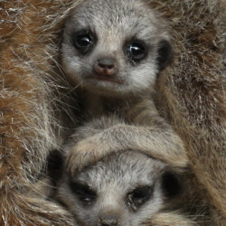 Baby Meerkat pair