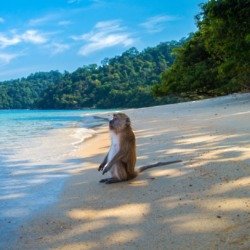 Monkey Island, Thailand