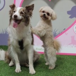 When you're surrounded by posing dogs, you won't stop smiling all day