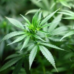 Cannabis plant (Pixabay)