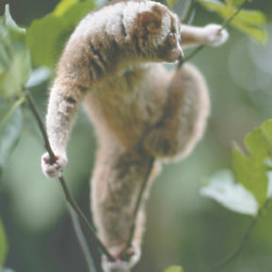 A slow Loris can be found in India