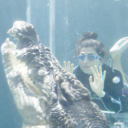 Crocodiles Up Close