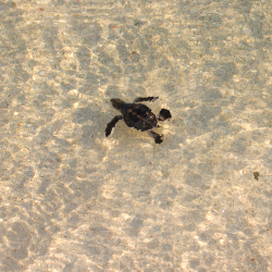 Visit Queensland to watch the Turtles